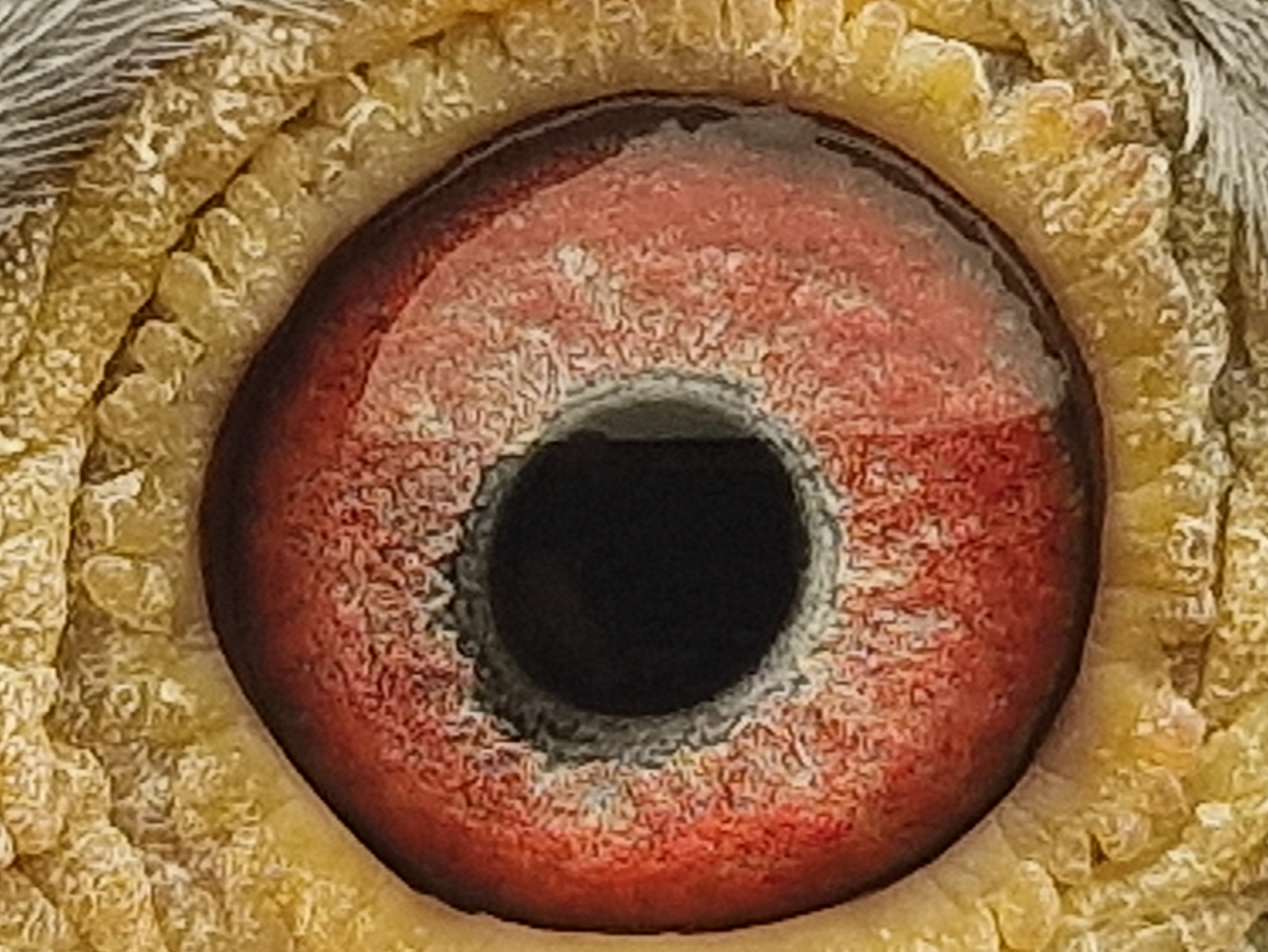 Pigeon eye